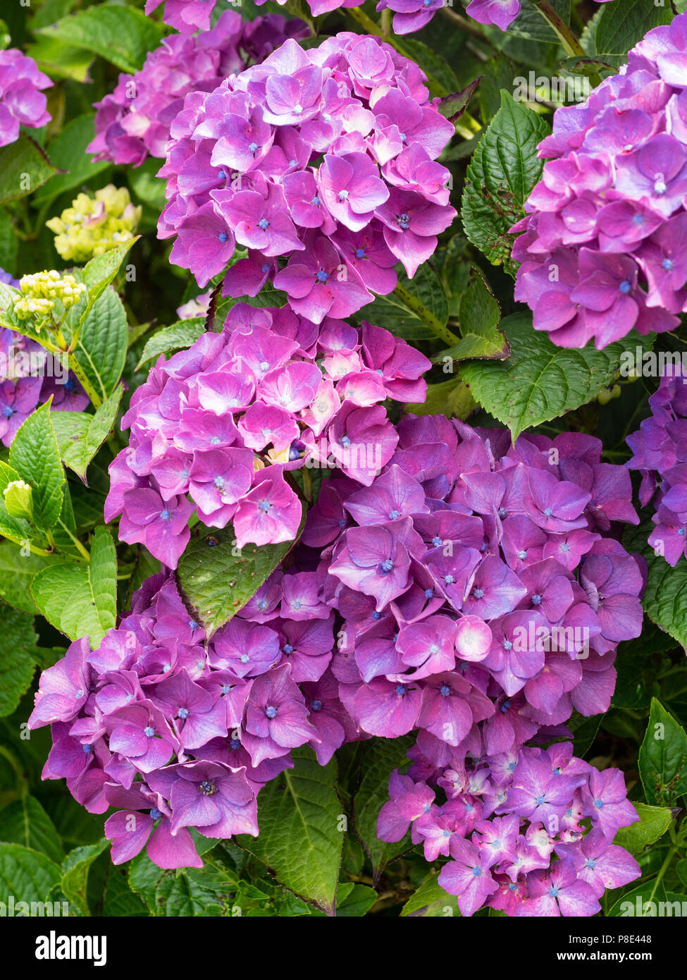 Grande floraison de l'été mopheads hardy arbuste, Hydrangea macrophylla 'Pia' Banque D'Images Grande floraison de l'été mopheads hardy arbuste, Hydrangea macrophylla 'Pia' Banque D'Images
