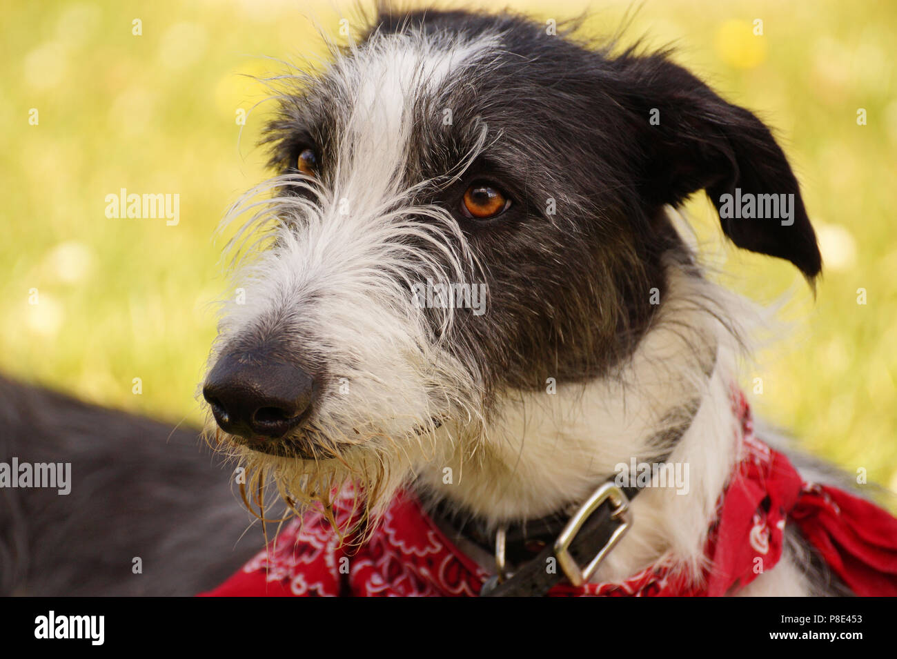 Le noir et blanc grand Lurcher il porte un bandana rouge Banque D'Images