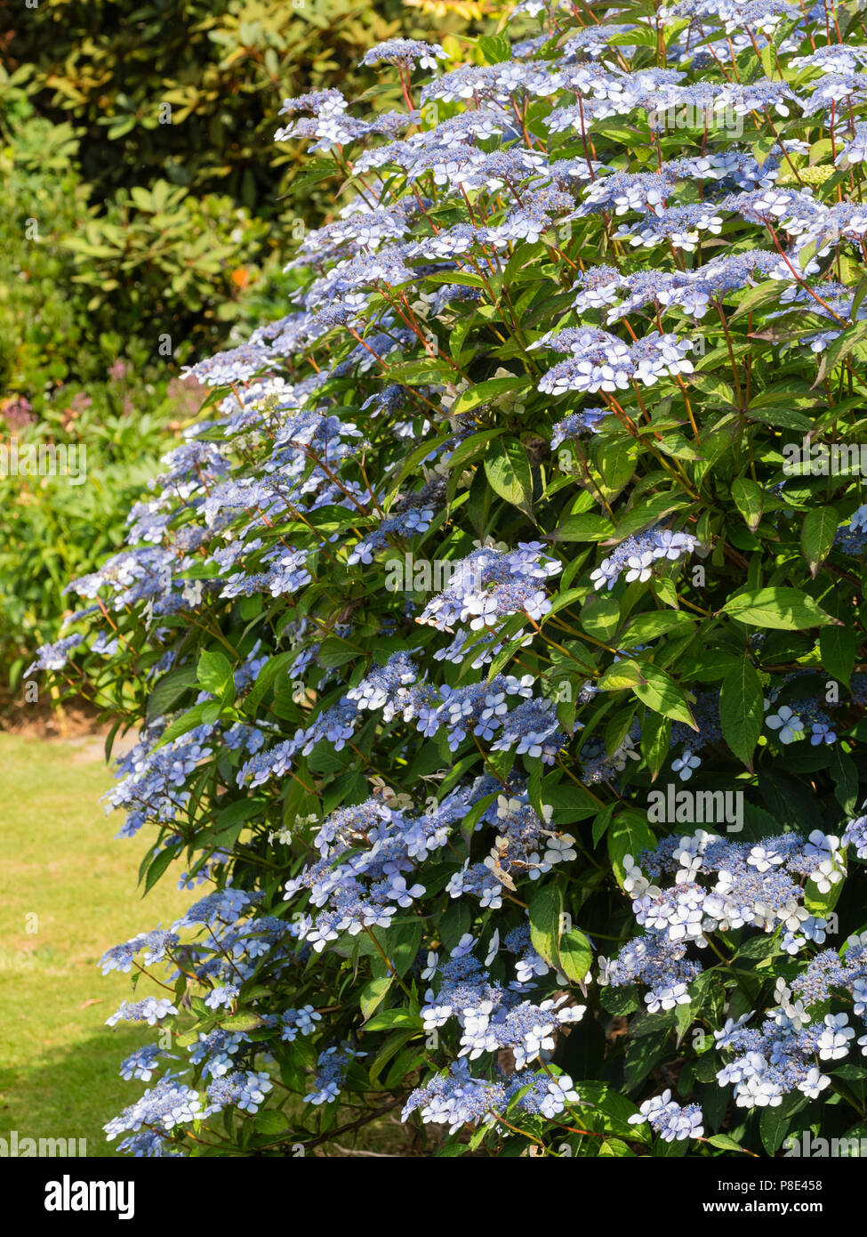 Lacecap bleu et blanc de fleurs en fleurs l'été, l'Hydrangea serrata arbuste rustique 'Bluebird' Banque D'Images Lacecap bleu et blanc de fleurs en fleurs l'été, l'Hydrangea serrata arbuste rustique 'Bluebird' Banque D'Images