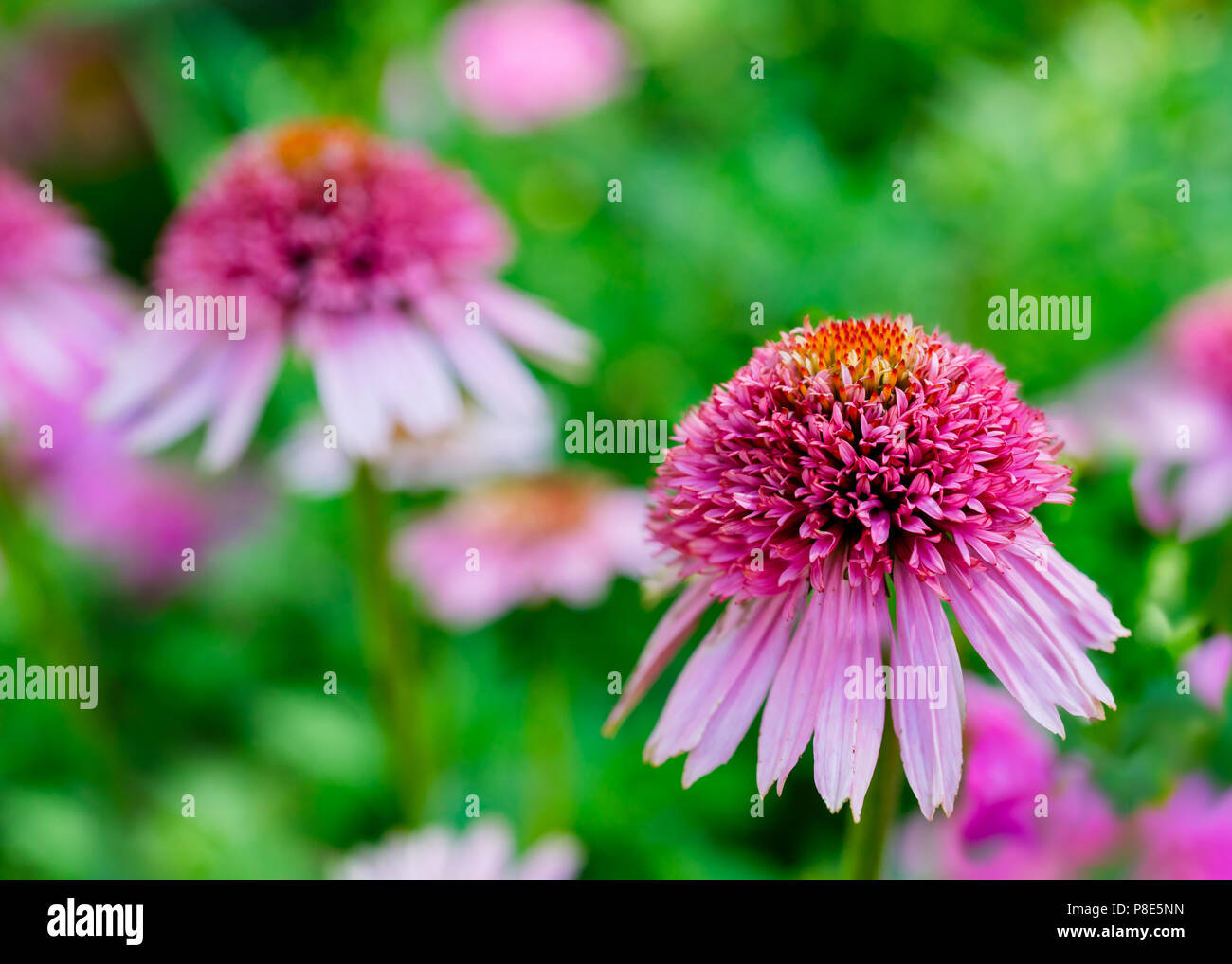 Cône nain hybride fleur dans le jardin d'été. Banque D'Images