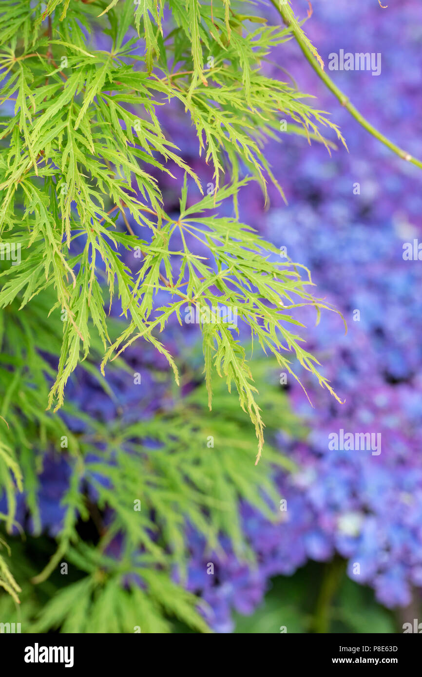 Acer palmatum var. Dissectum. Les feuilles des arbres d'érable japonais ...