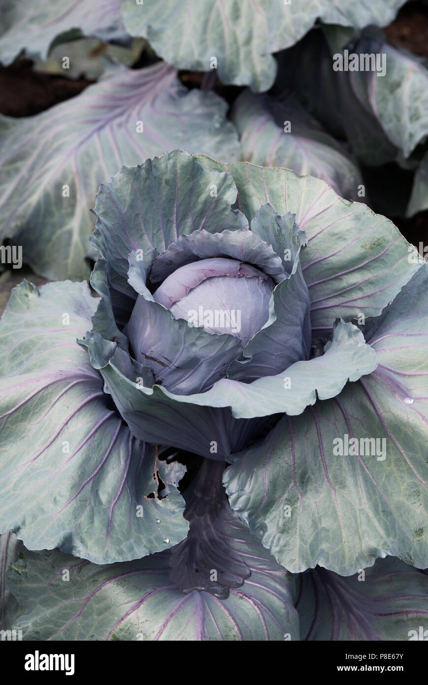 Brassica oleracea . 'Red jewel' chou. De plus en plus de légumes choux sur un affichage à RHS Hampton Court Flower Show 2018. Londres Banque D'Images