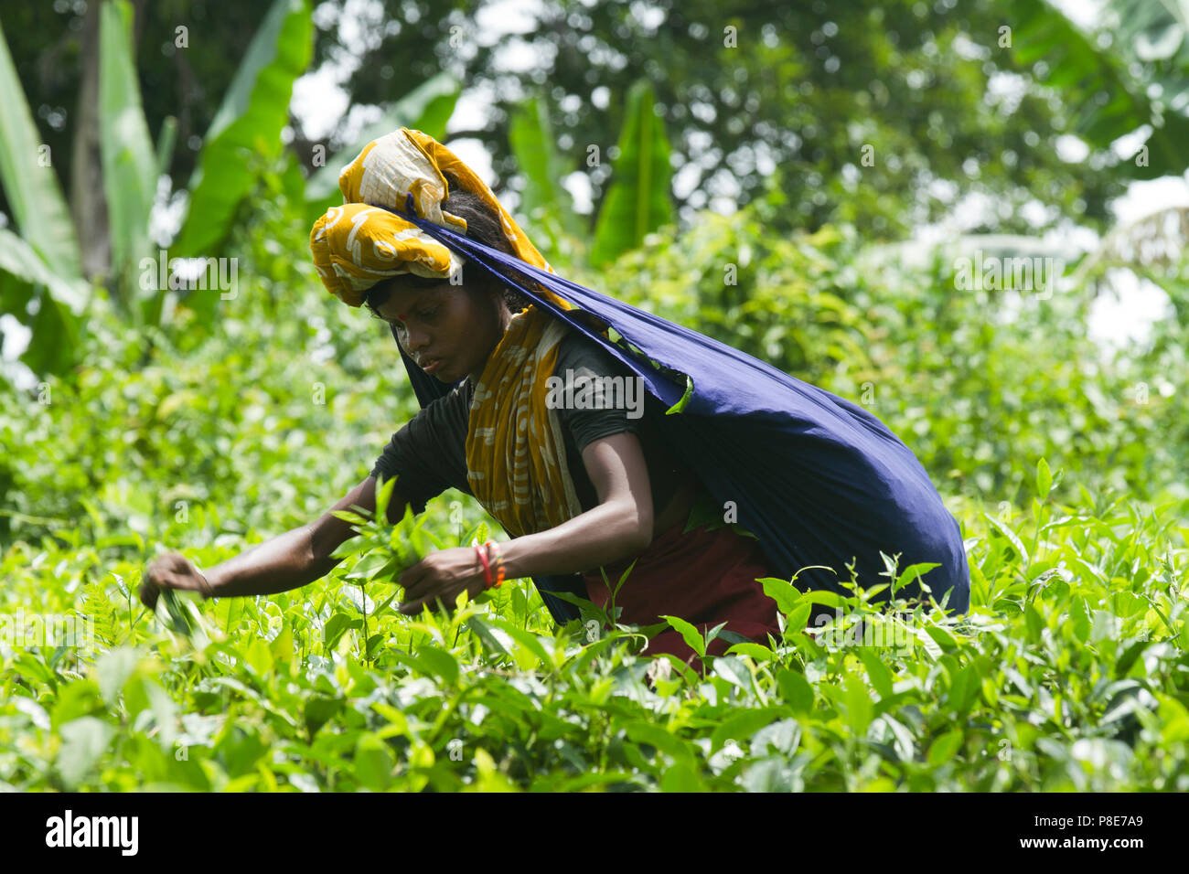 Les feuilles de thé femme plucker travaille au jardin de thé. Khadimnagar, Sylhet, Bangladesh. Banque D'Images