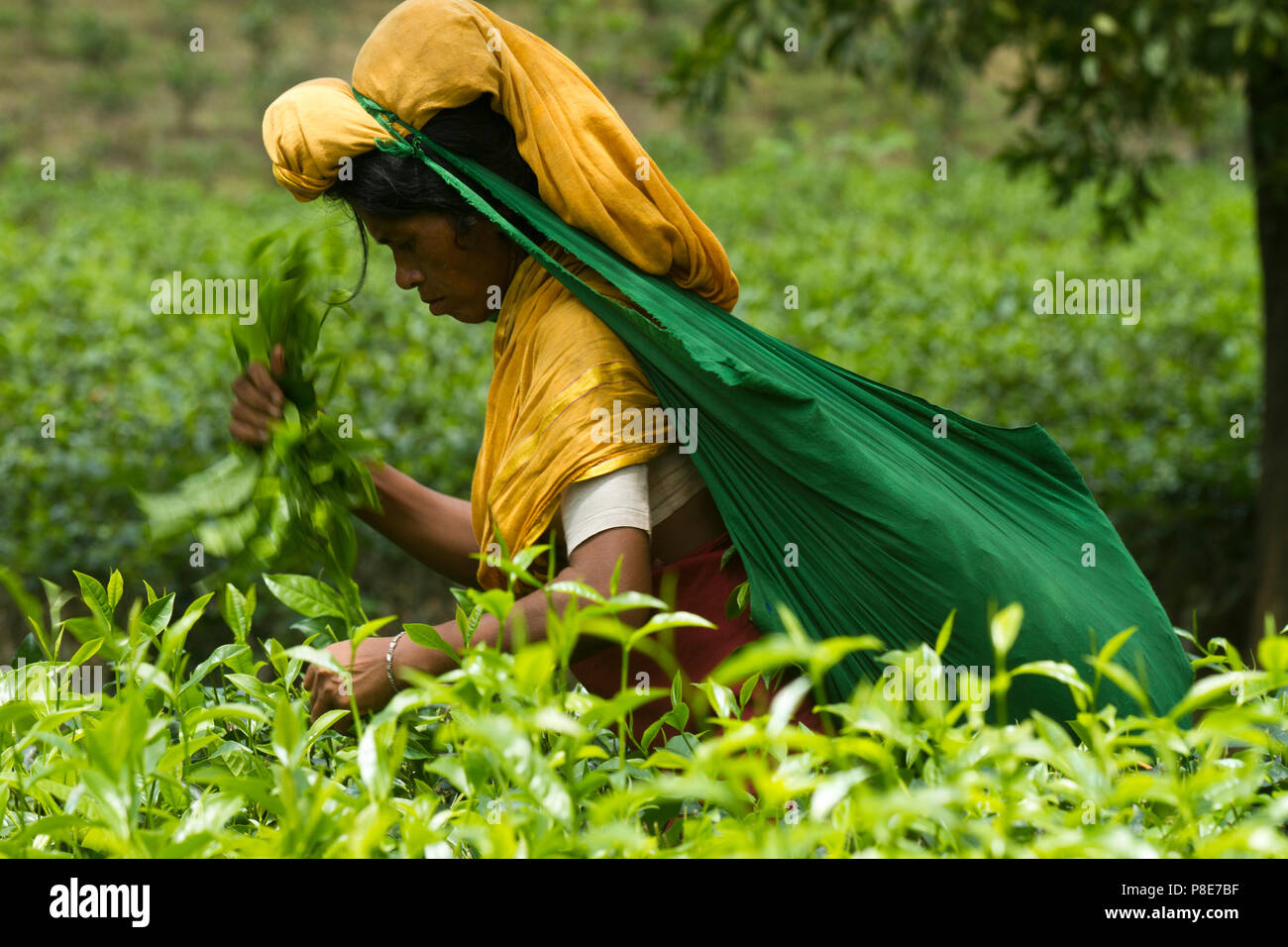 Les feuilles de thé femme plucker travaille au jardin de thé. Khadimnagar, Sylhet, Bangladesh. Banque D'Images
