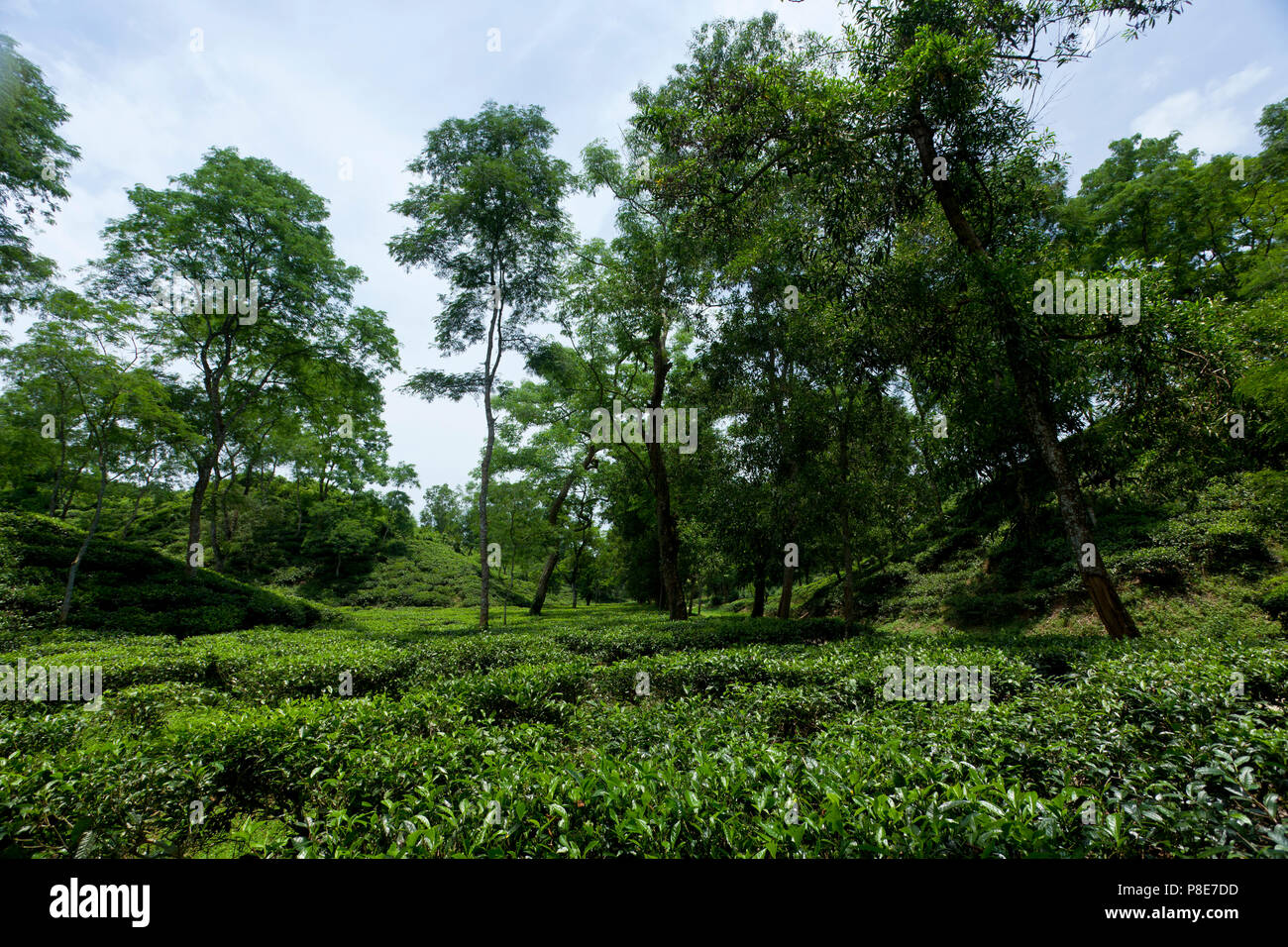 Jardin de thé à Khadimnagar. Sylhet, Bangladesh. Banque D'Images
