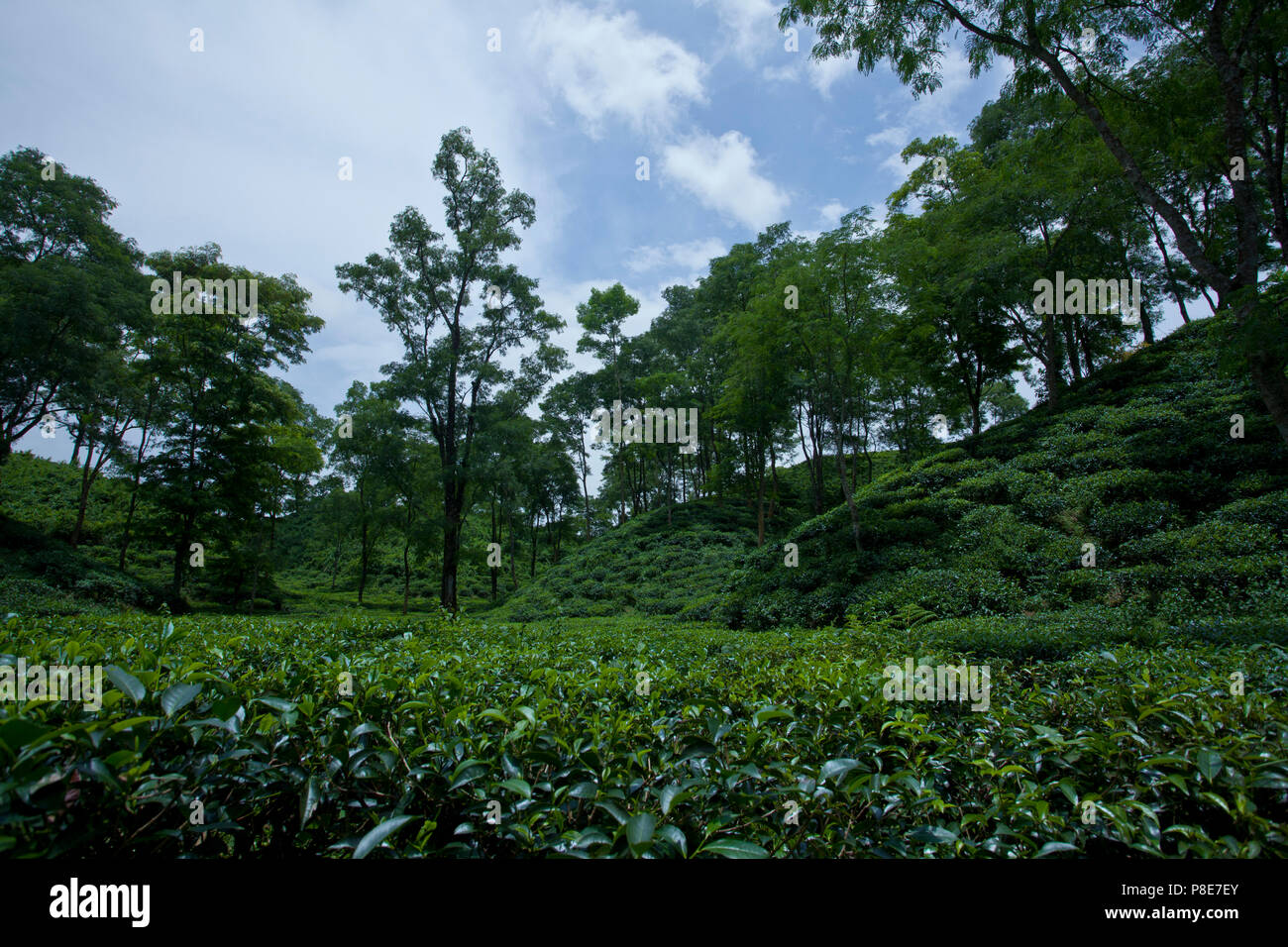 Jardin de thé à Khadimnagar. Sylhet, Bangladesh. Banque D'Images