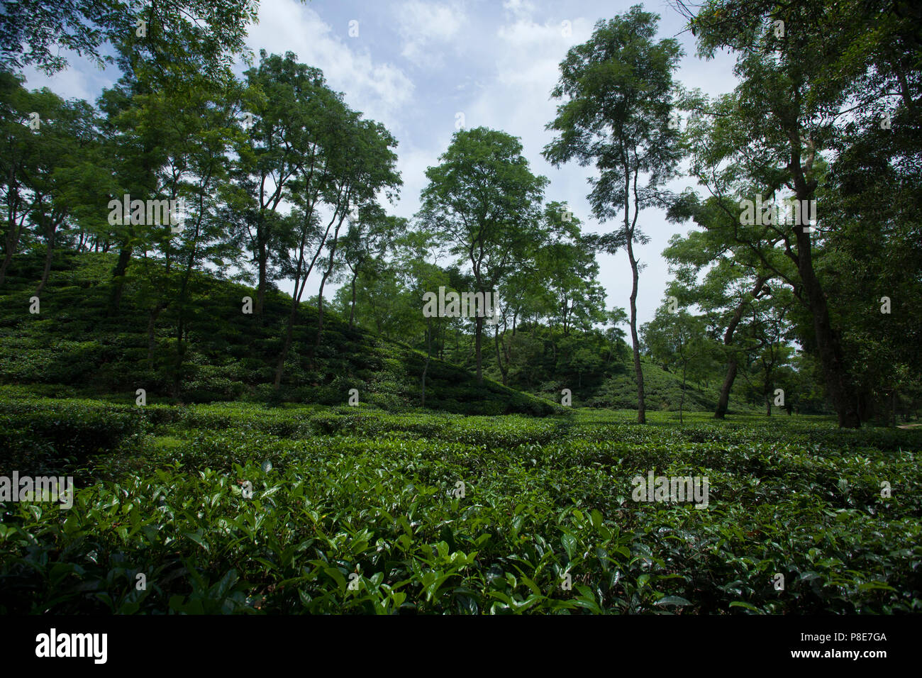 Jardin de thé à Khadimnagar. Sylhet, Bangladesh. Banque D'Images