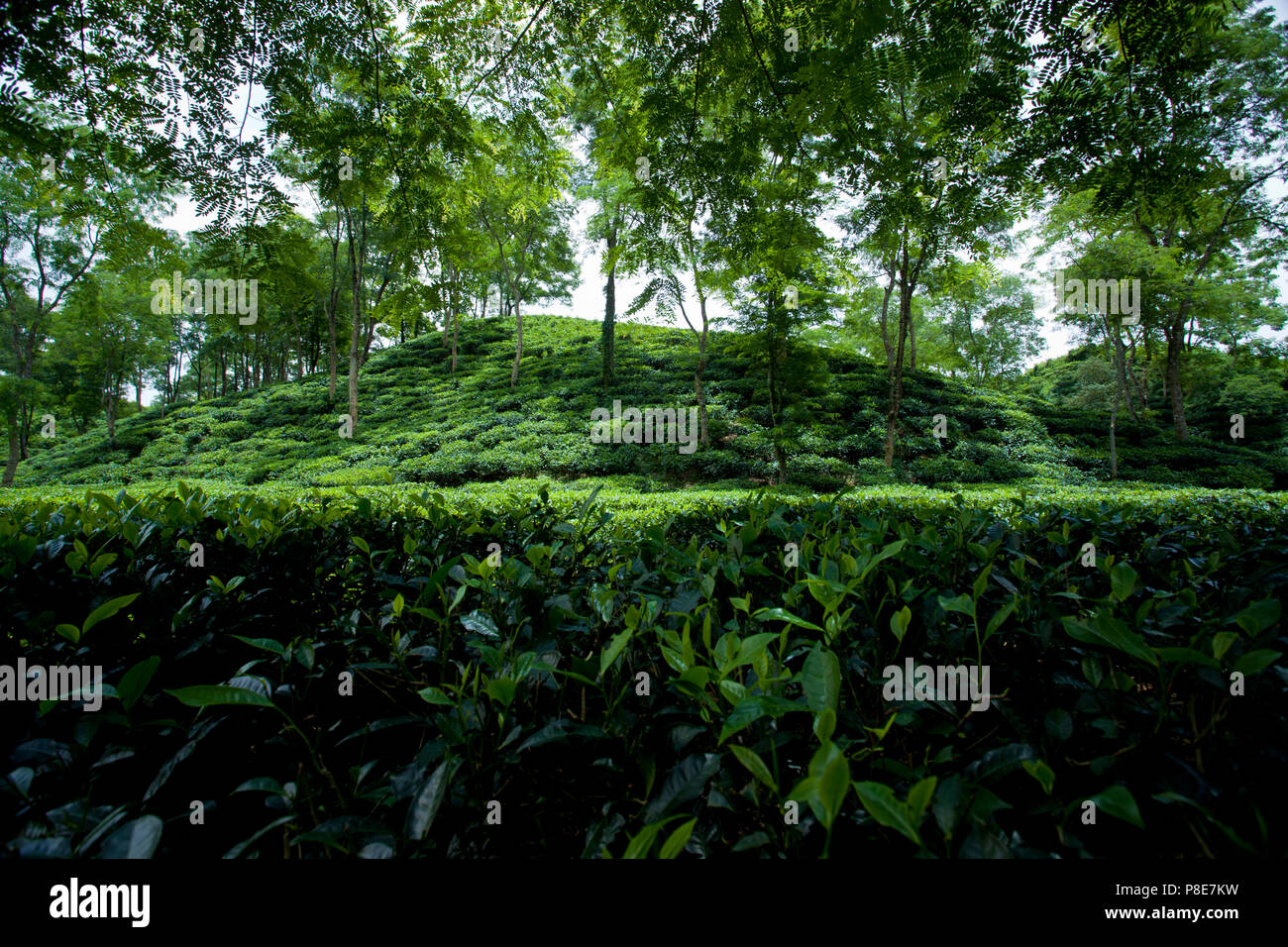 Jardin de thé à Khadimnagar. Sylhet, Bangladesh. Banque D'Images