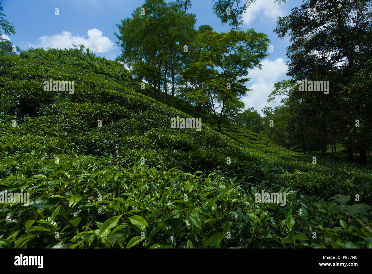Jardin de thé à Khadimnagar. Sylhet, Bangladesh. Banque D'Images