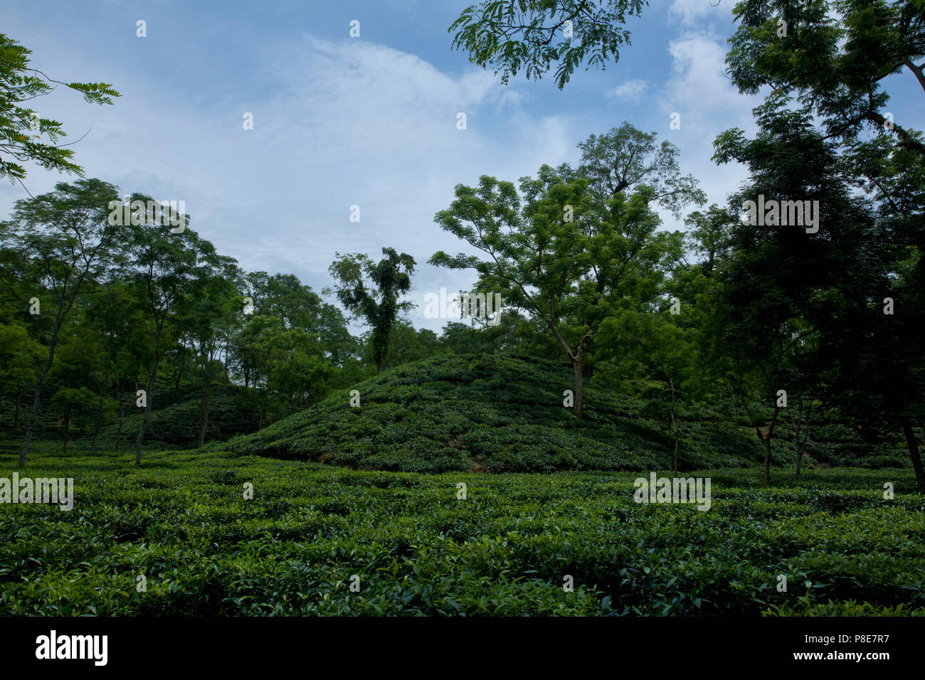 Jardin de thé à Khadimnagar. Sylhet, Bangladesh. Banque D'Images