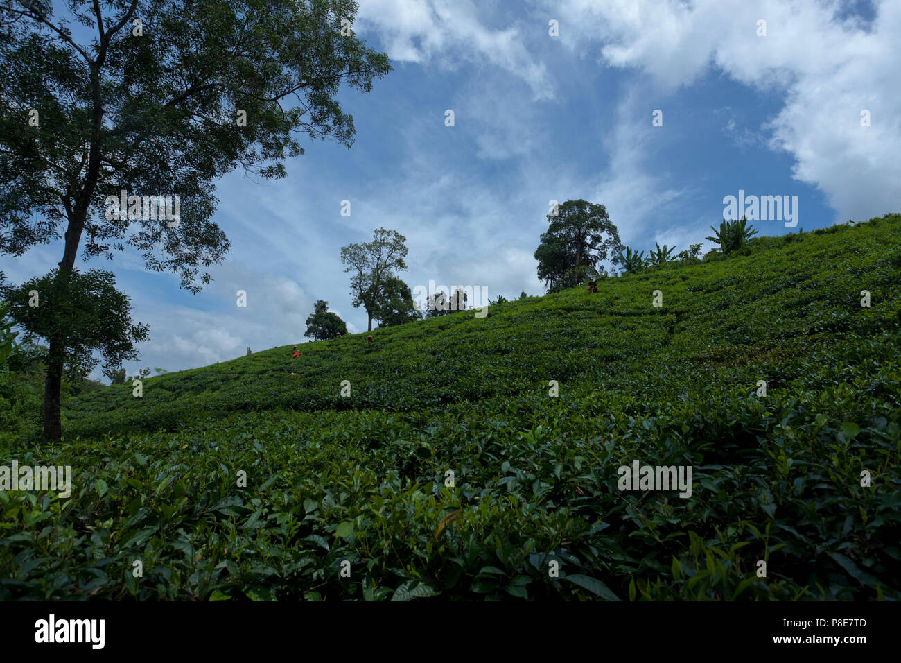 Jardin de thé à Khadimnagar. Sylhet, Bangladesh. Banque D'Images