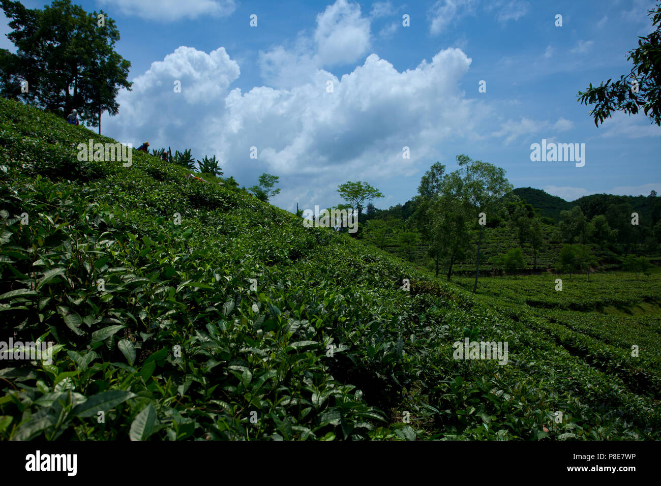 Jardin de thé à Khadimnagar. Sylhet, Bangladesh. Banque D'Images