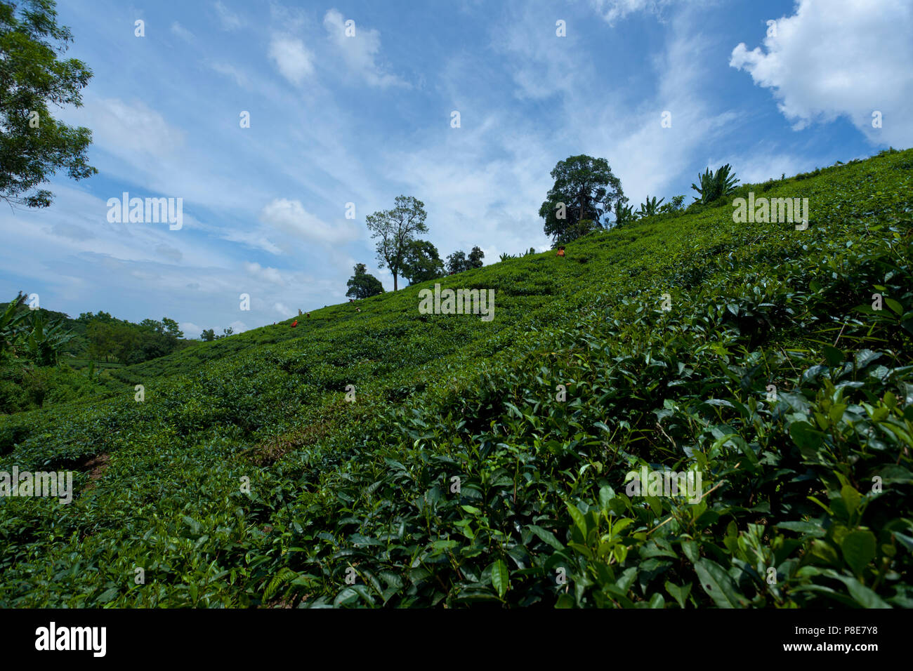 Jardin de thé à Khadimnagar. Sylhet, Bangladesh. Banque D'Images