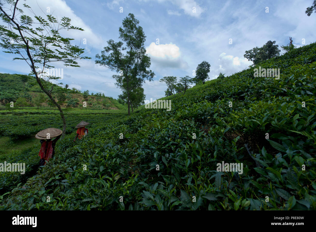 Jardin de thé à Khadimnagar. Sylhet, Bangladesh. Banque D'Images