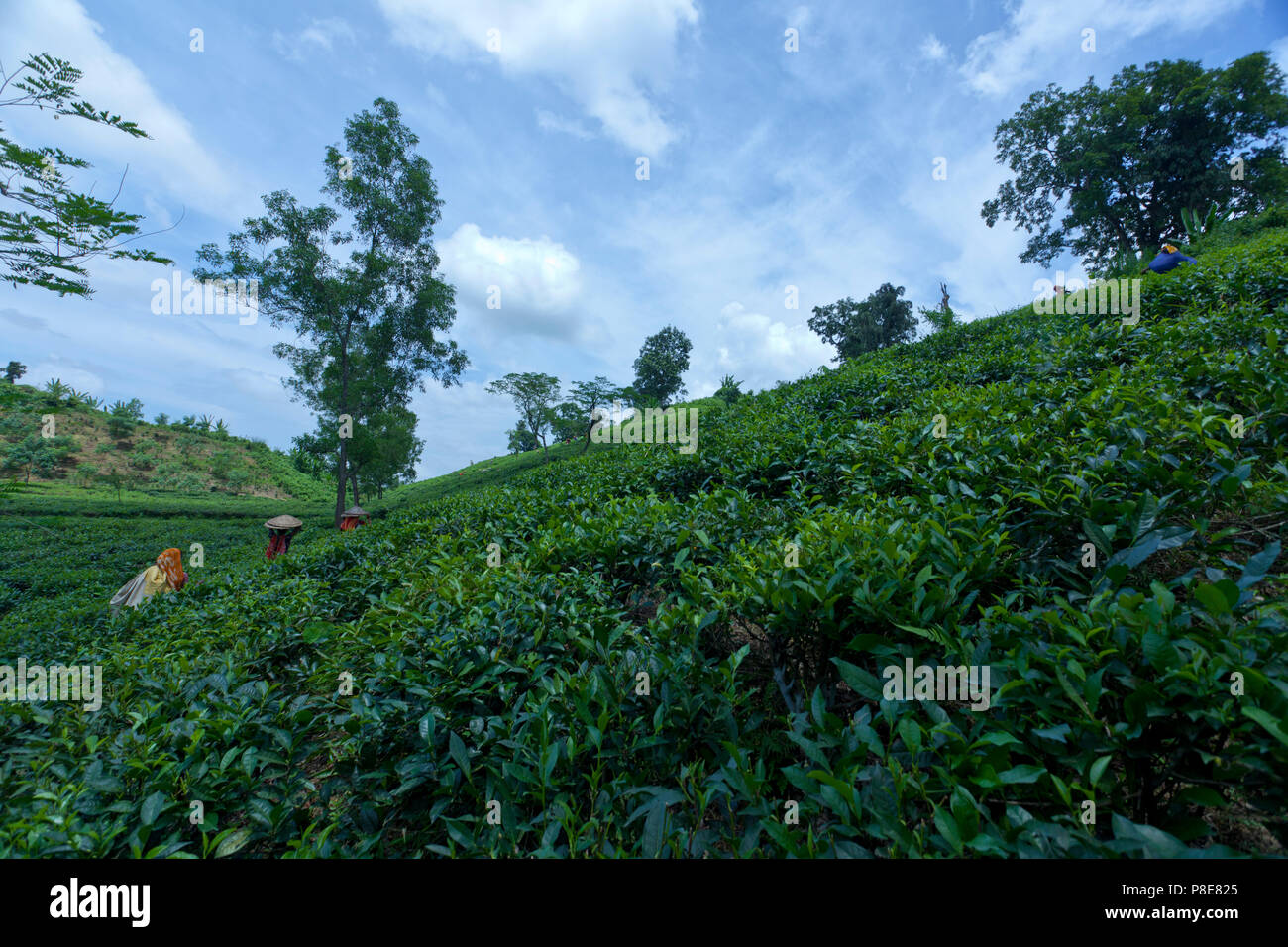 Jardin de thé à Khadimnagar. Sylhet, Bangladesh. Banque D'Images