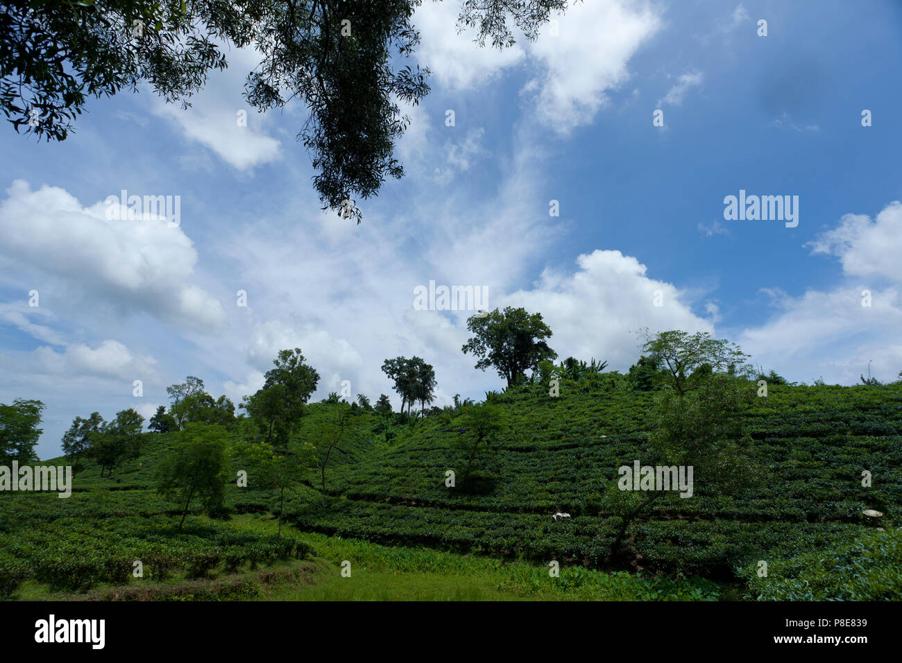 Jardin de thé à Khadimnagar. Sylhet, Bangladesh. Banque D'Images