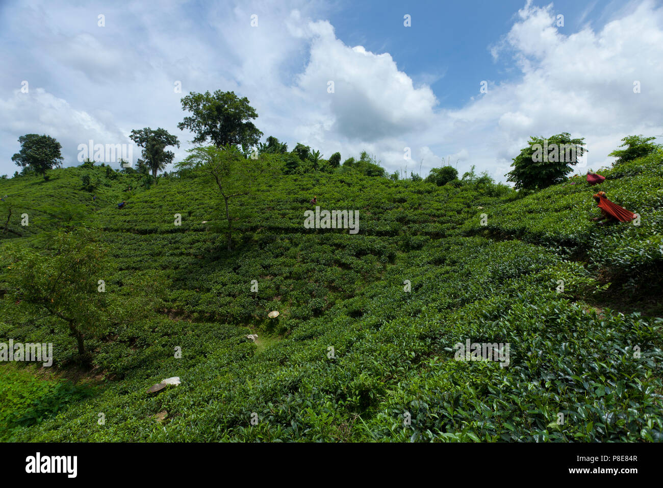 Jardin de thé à Khadimnagar. Sylhet, Bangladesh. Banque D'Images