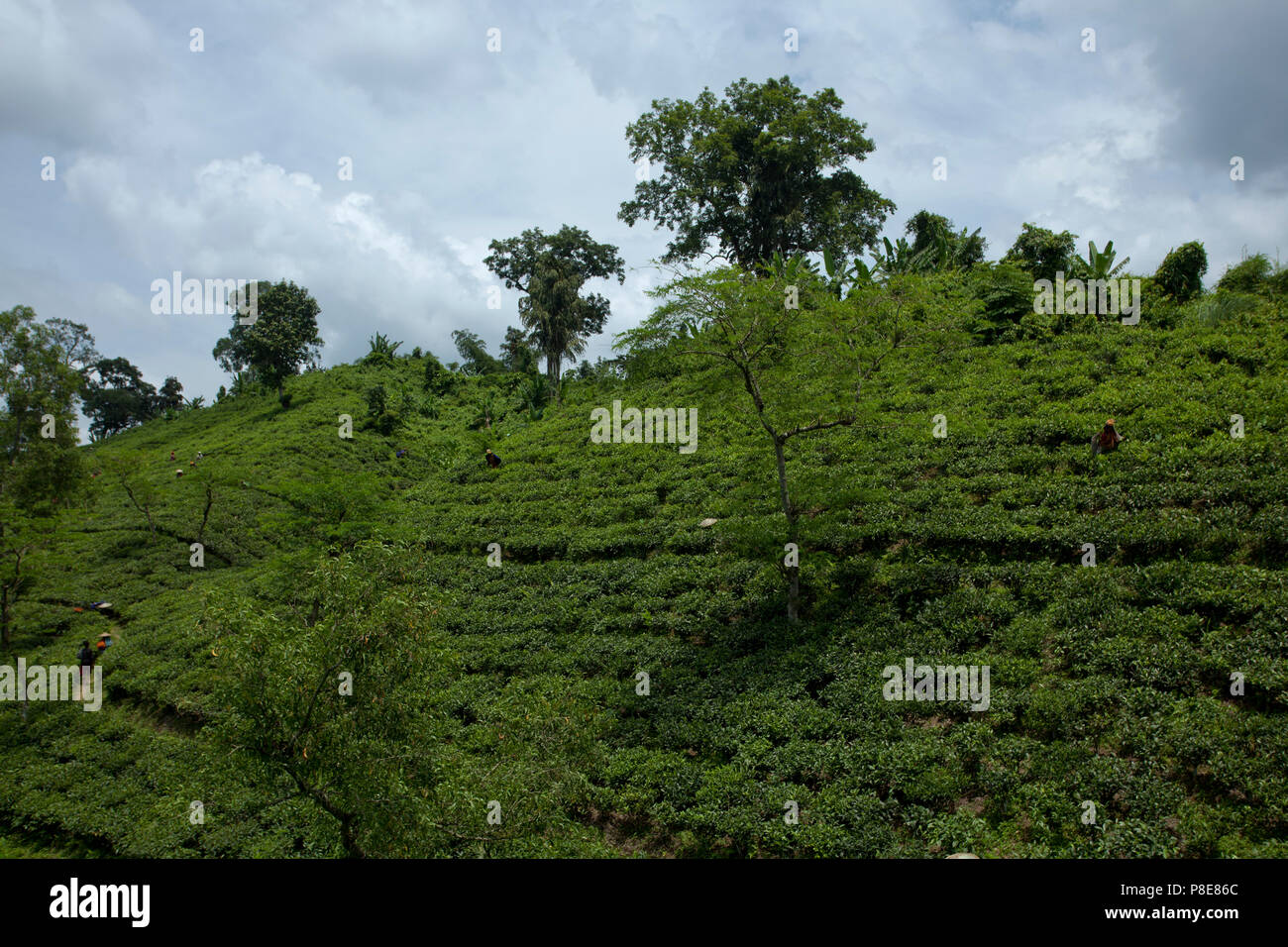 Jardin de thé à Khadimnagar. Sylhet, Bangladesh. Banque D'Images