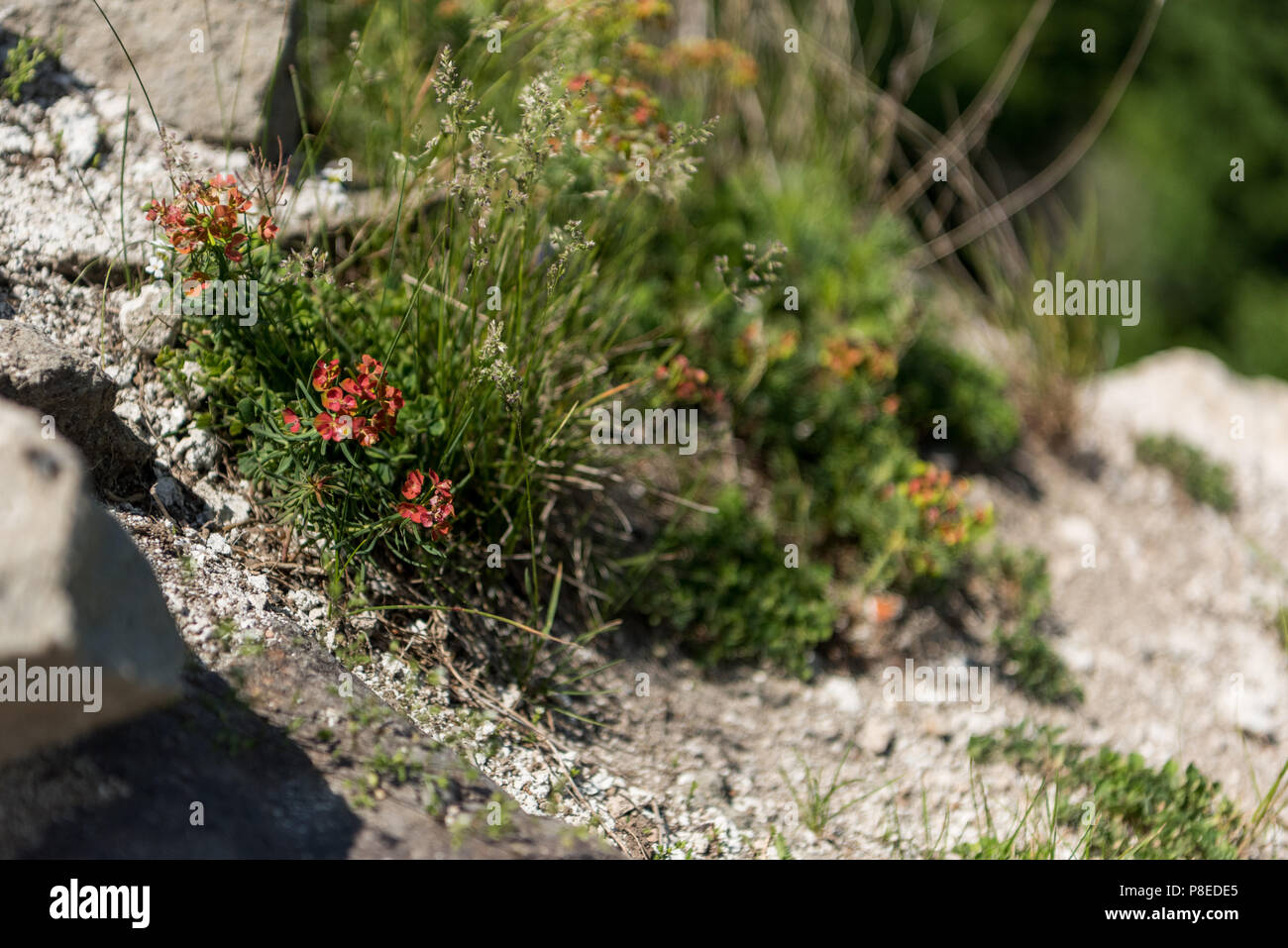 Helianthemum fleurs connu sous le nom de rock rose, grass, rushrose frostweed ou, Banque D'Images Helianthemum fleurs connu sous le nom de rock rose, grass, rushrose frostweed ou, Banque D'Images