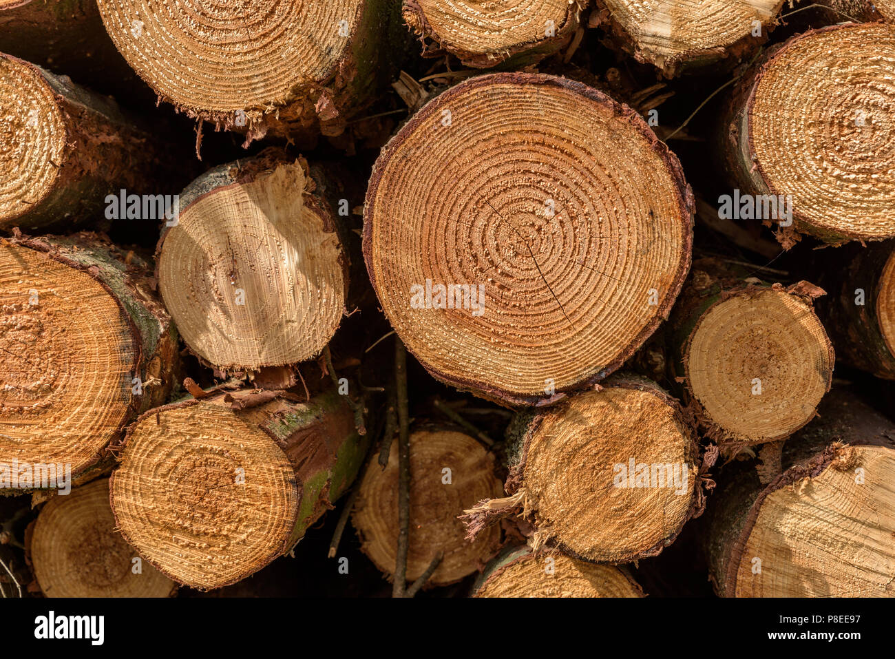 Fullframe arrière-plan d'un tas de troncs d'arbres abattus dans une forêt. Les anneaux de croissance des arbres sont clairement visibles. Banque D'Images