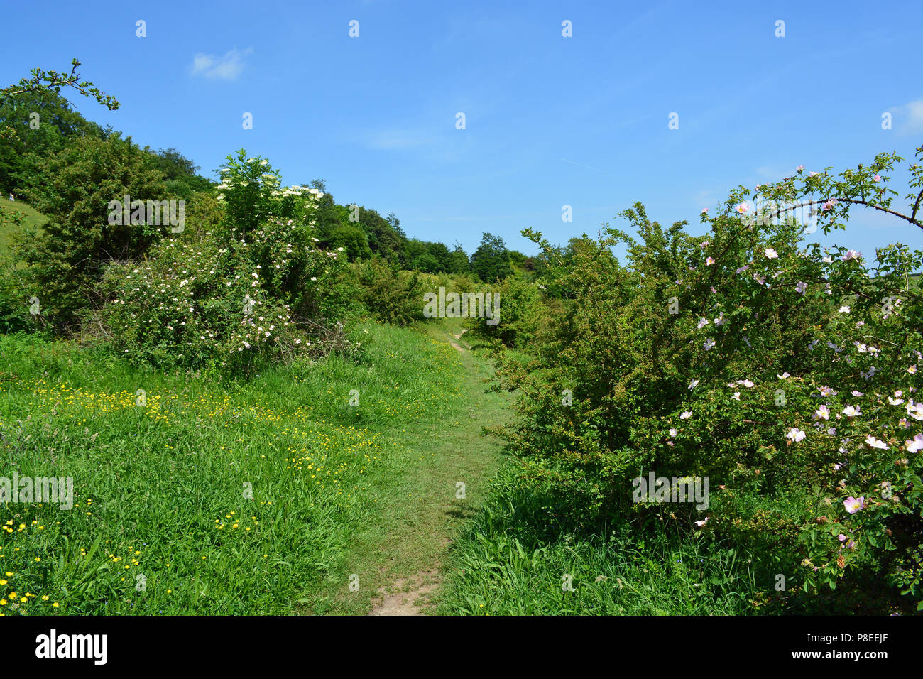 nature-reserve-kent-banque-de-photographies-et-d-images-haute