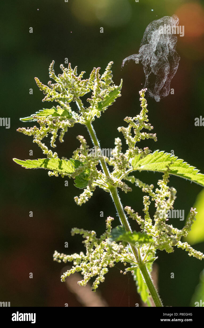 La pollinisation par le vent - la dissémination du pollen par catapulte - ortie (Urtica dioica) jetant pollen sur un jour sec Banque D'Images