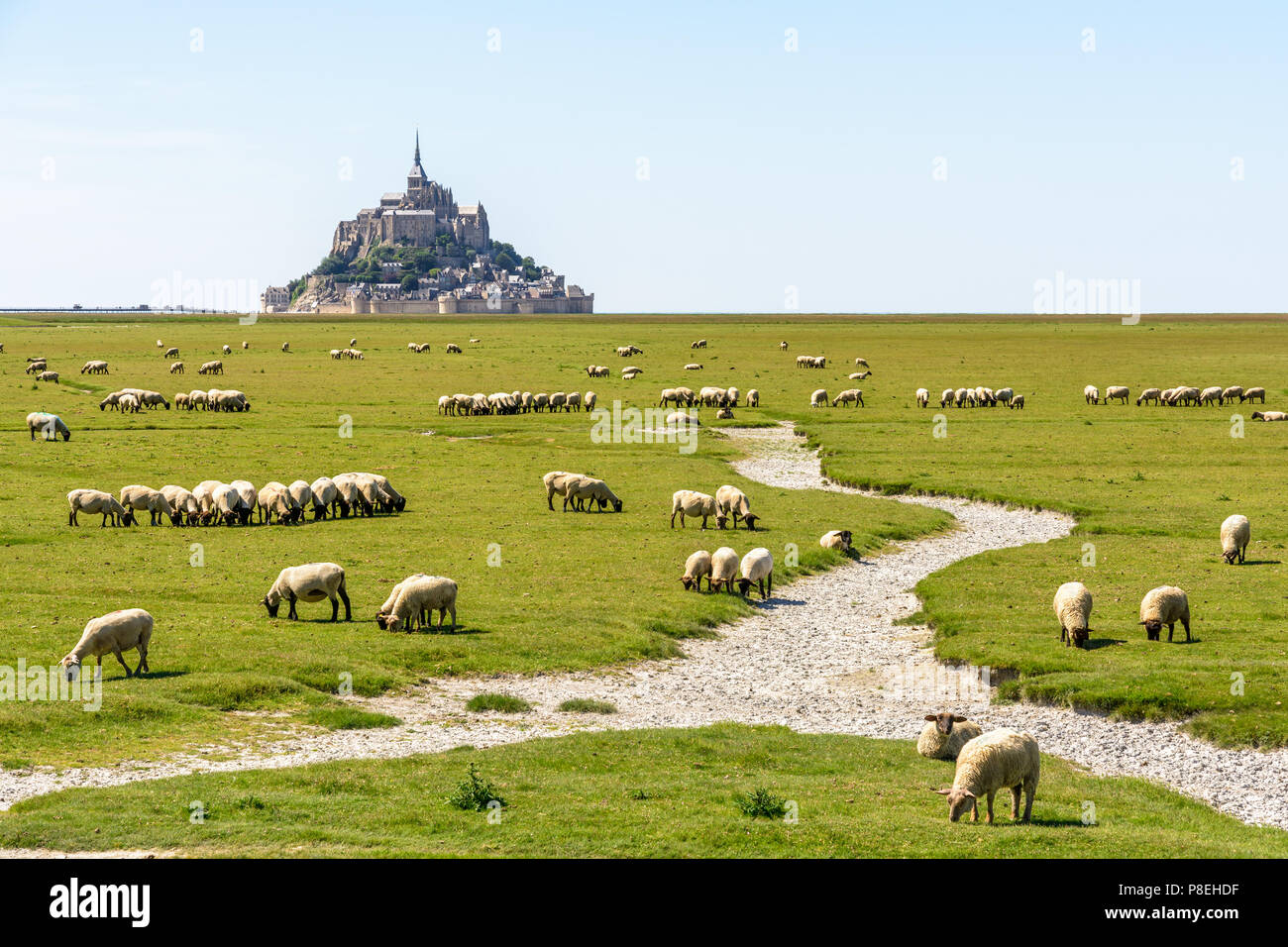 Salt marsh lamb mont saint michel Banque de photographies et d’images à ...