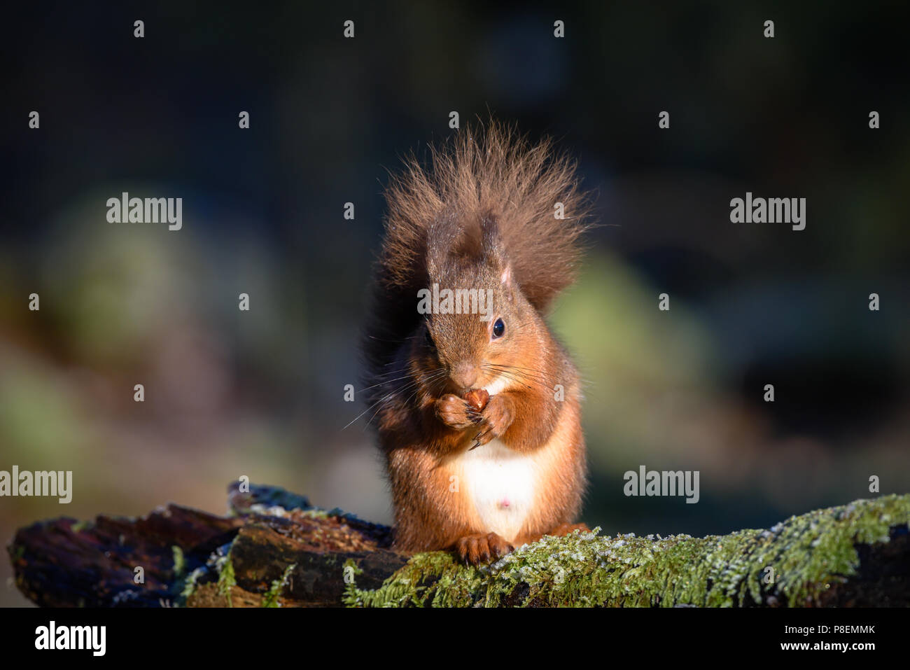 Écureuil rouge près de Lockerbie. L'Écosse. Matin d'hiver . Banque D'Images