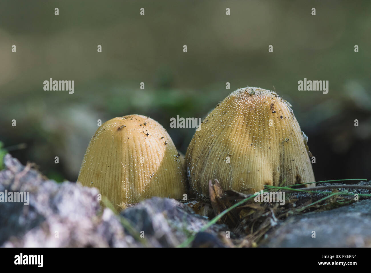 Groupe de champignons poussant dans une souche d'arbre Banque D'Images