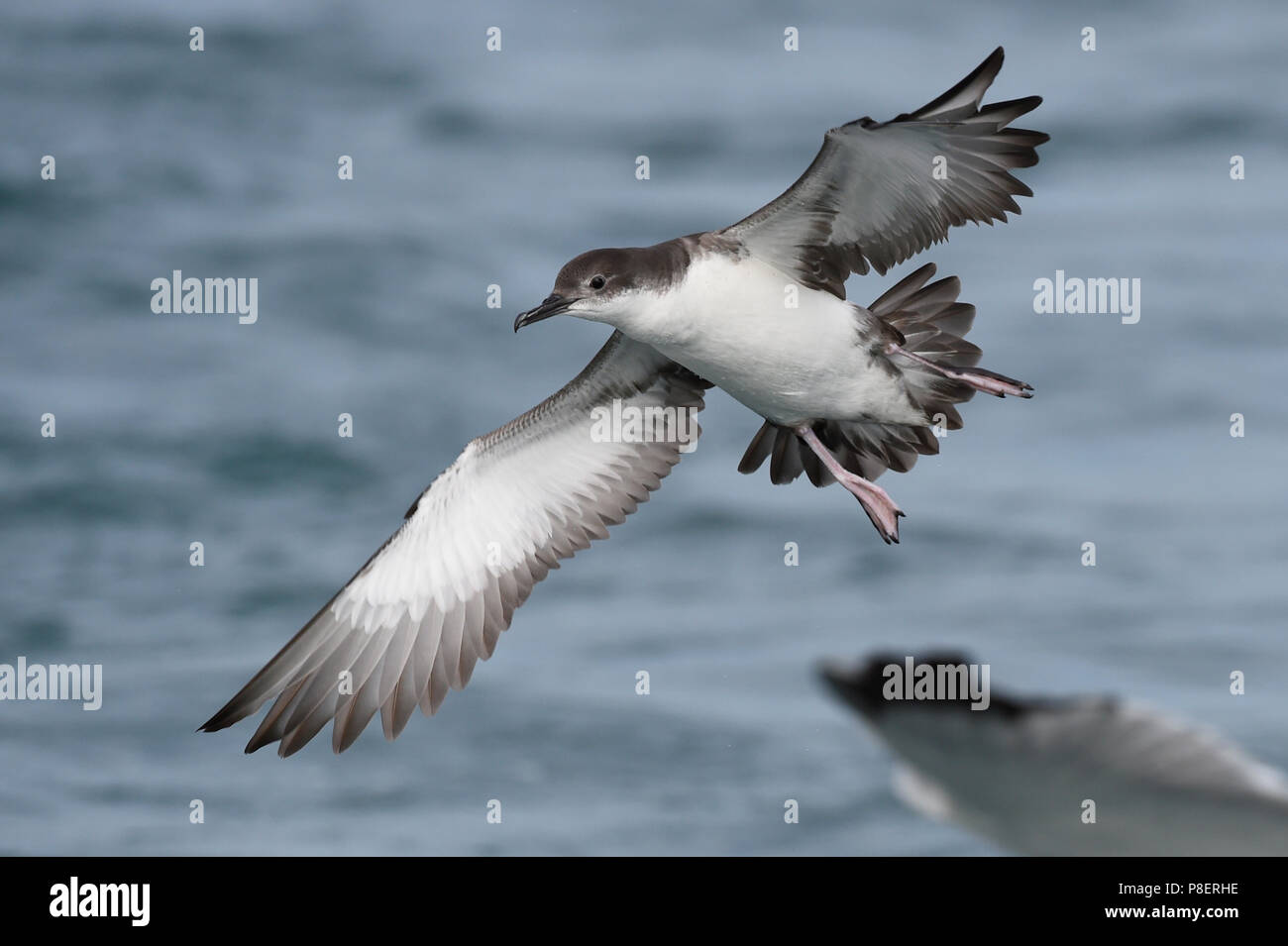 (Puffinus puffin yelkouan), en battant, Sardiania, Italie Banque D'Images