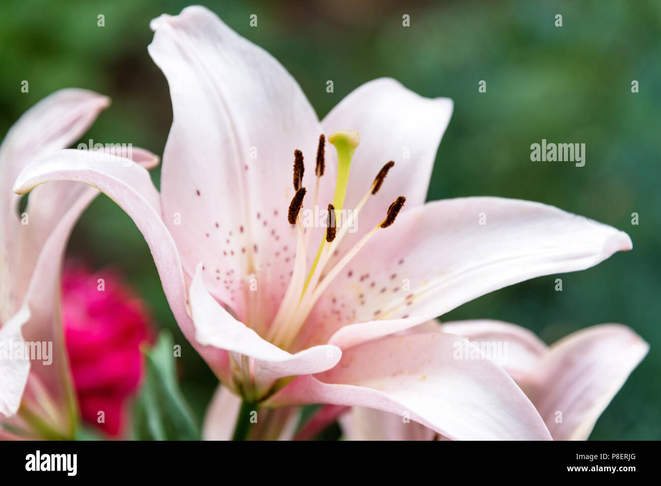 Belle fleur de lys sur fond vert. Lilium longiflorum fleurs du jardin Photo  Stock - Alamy