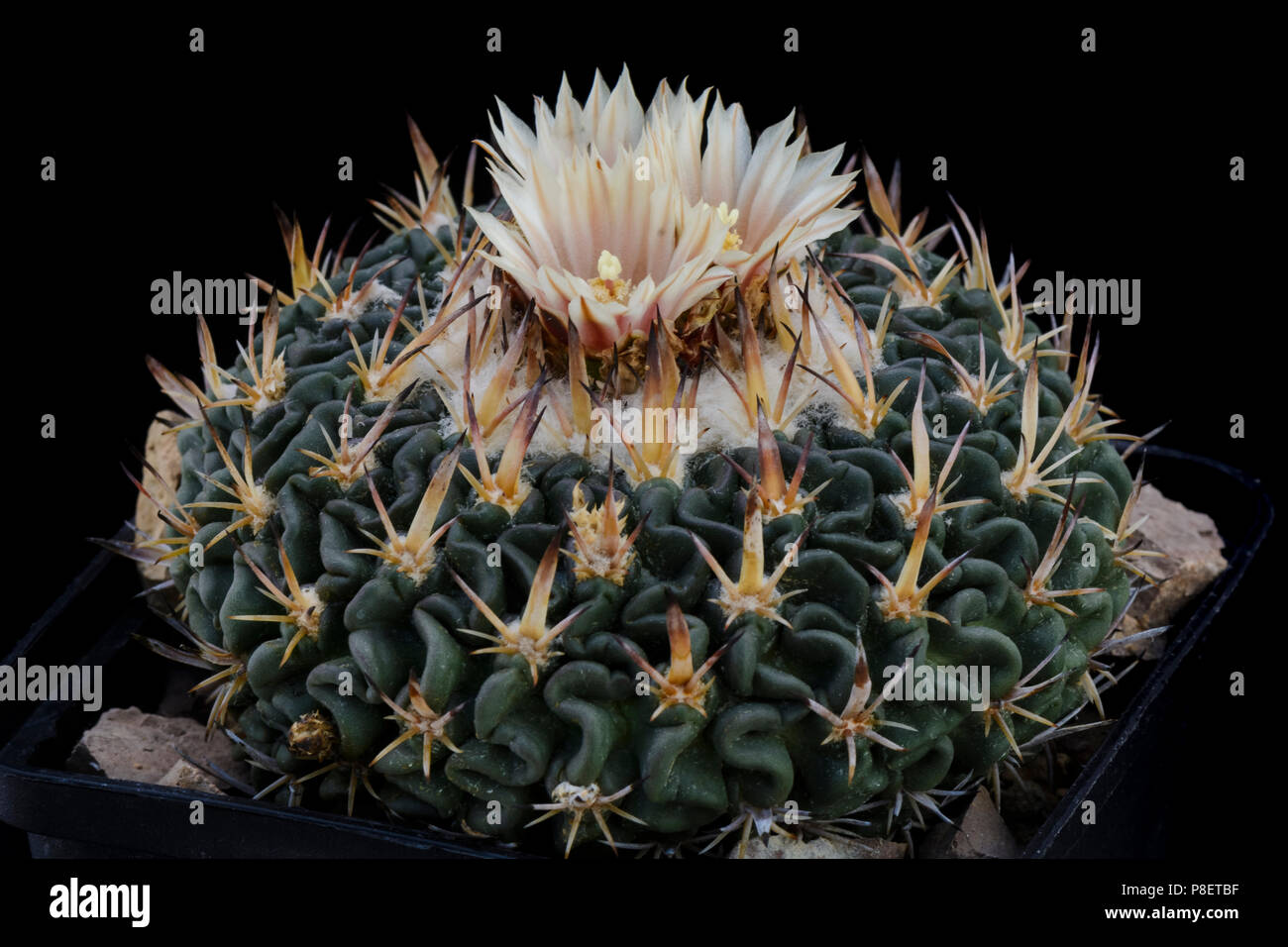 Cactus Echinofossulocactus avec flower isolated on Black Banque D'Images