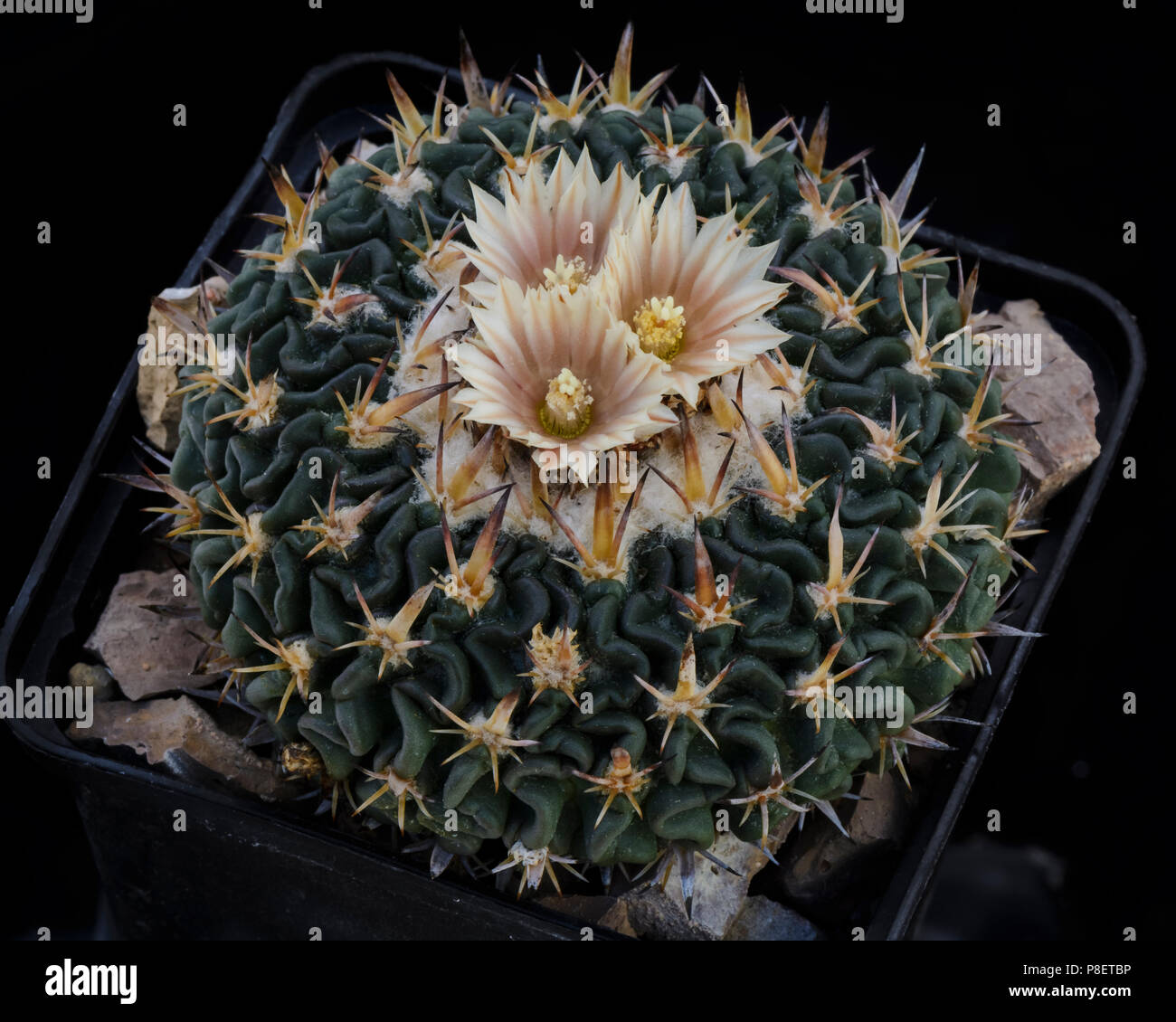 Cactus Echinofossulocactus avec flower isolated on Black Banque D'Images