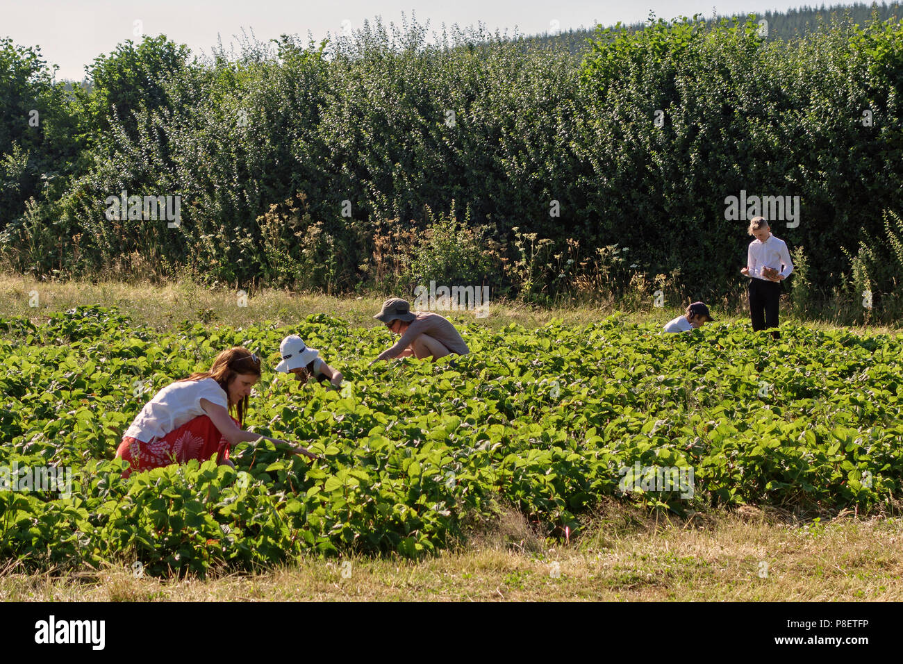 Herefordshire, UK. Les clients sur une cueillette des fraises autocueillette soft fruit farm Banque D'Images