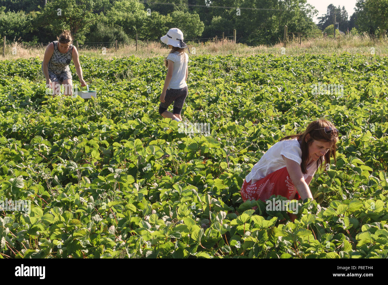 Herefordshire, UK. Les clients sur une cueillette des fraises autocueillette soft fruit farm Banque D'Images