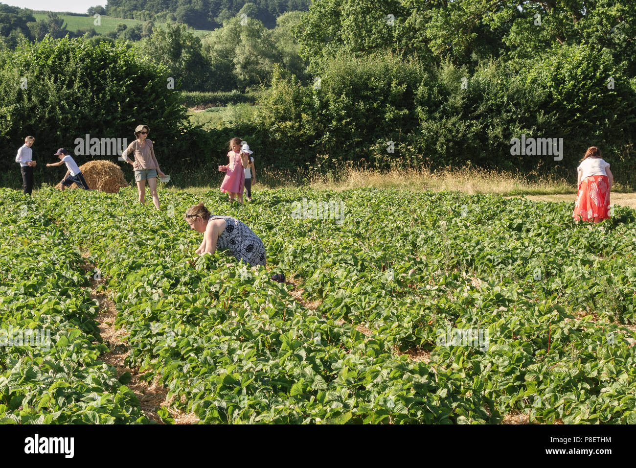 Les clients cueillant des fraises dans une ferme de fruits tendres à cueillir soi-même, lors d'une chaude journée d'été dans la campagne du Herefordshire, au Royaume-Uni Banque D'Images