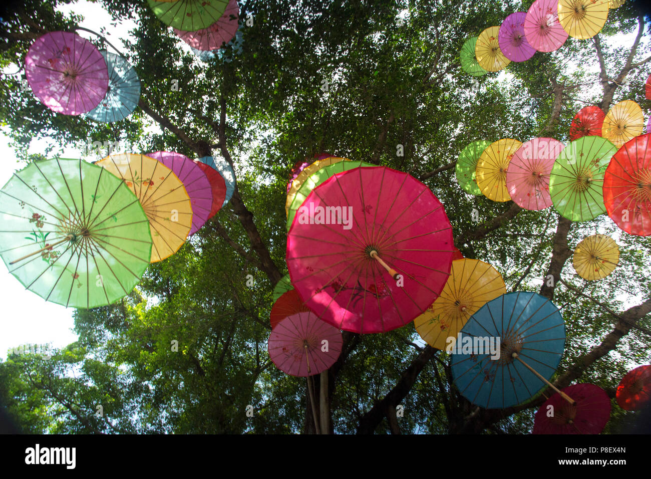 Parapluie coloré sous arbre, Shenzhen chine Banque D'Images