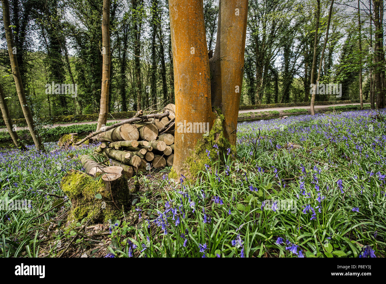 Bluebells, Robin Hood, Derbyshire, Royaume-Uni Banque D'Images