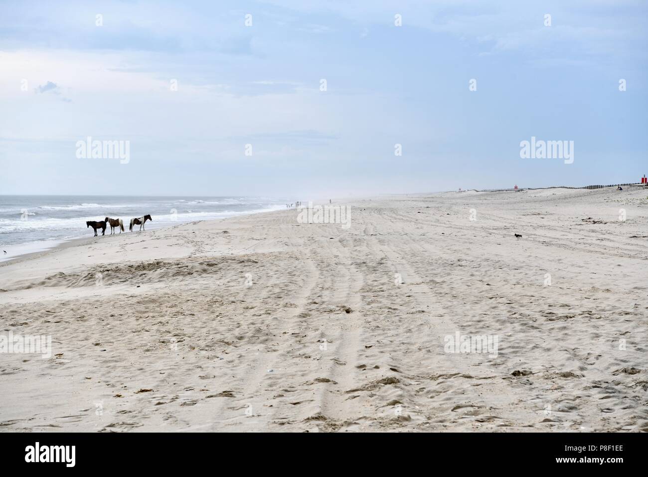 Chevaux sauvages sur la plage d'itinérance Assateague Island, MD, USA Banque D'Images