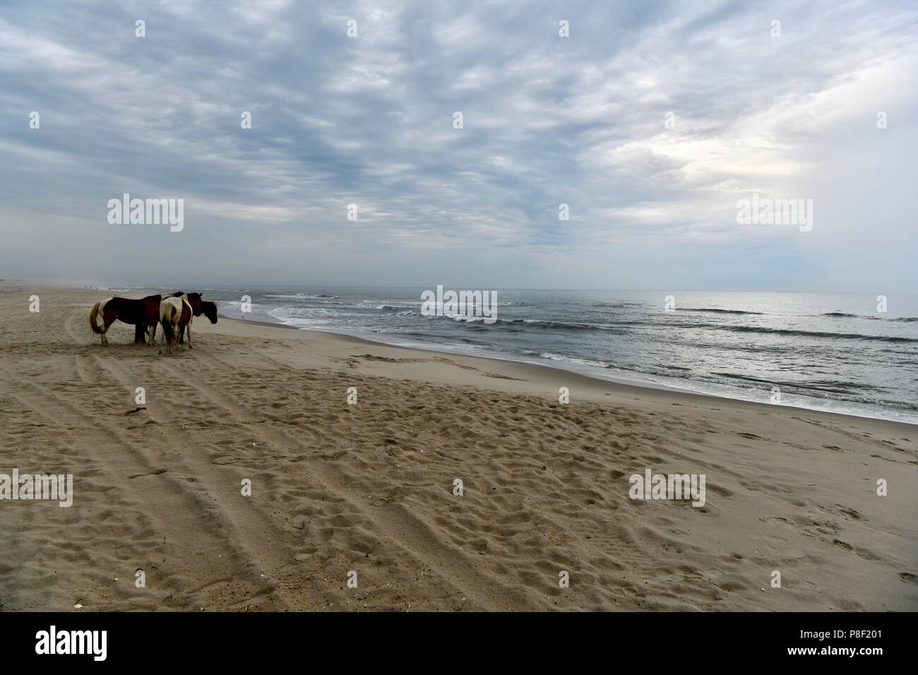 Chevaux sauvages sur la plage d'itinérance Assateague Island, MD, USA Banque D'Images