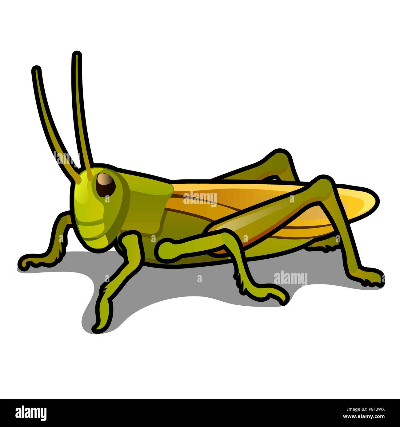 Sauterelle verte isolée sur fond blanc. Les criquets. Les parasites de l'agriculture. Cartoon Vector illustration close-up. Illustration de Vecteur