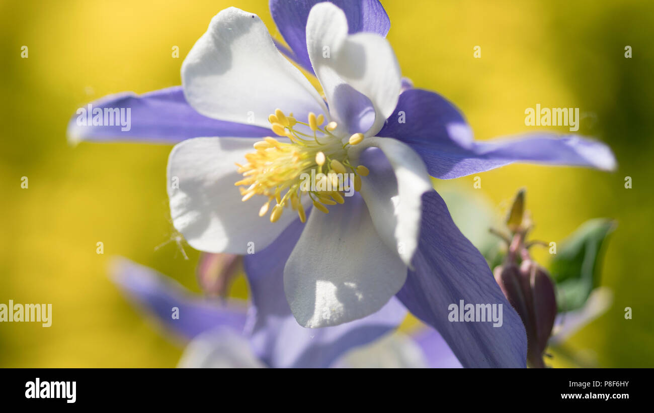 Aquilegia caerulea en pleine floraison. Banque D'Images