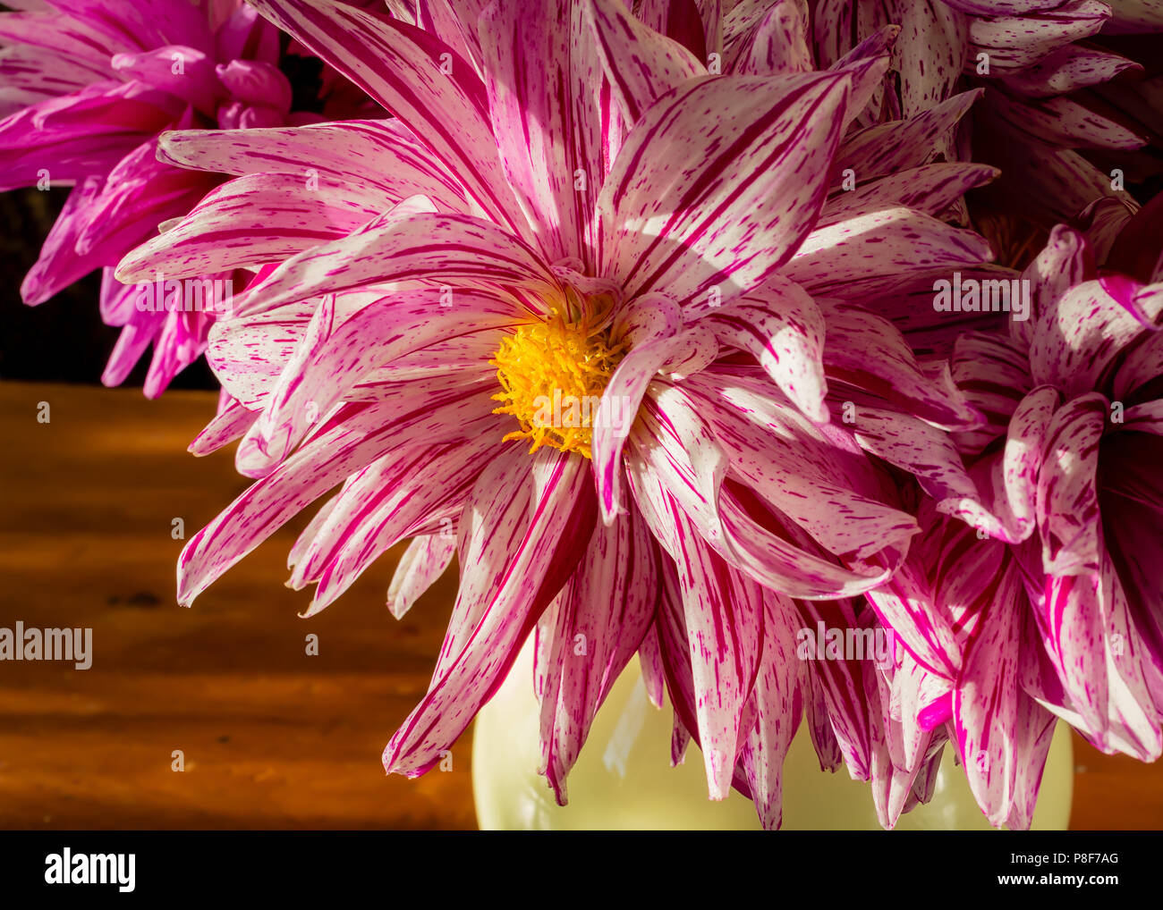 Close up d'un cactus dahlia rouge et blanc dans un buquet de fleurs coupées. Banque D'Images