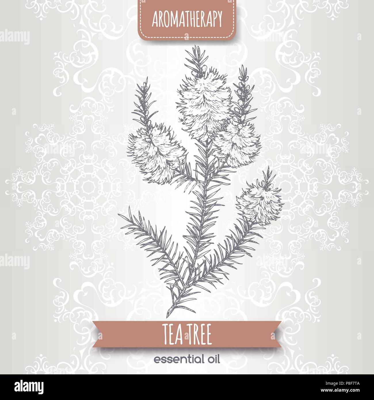 Melaleuca alternifolia aka plateau arbre branche croquis sur fond de dentelle élégante. Illustration de Vecteur