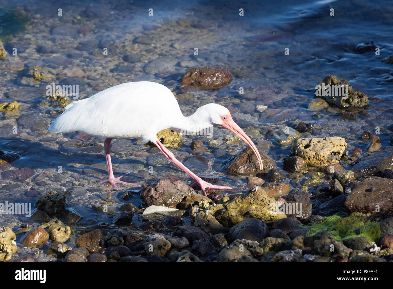 Single american ibis blanc à la recherche de nourriture, La Paz, Mexique Banque D'Images