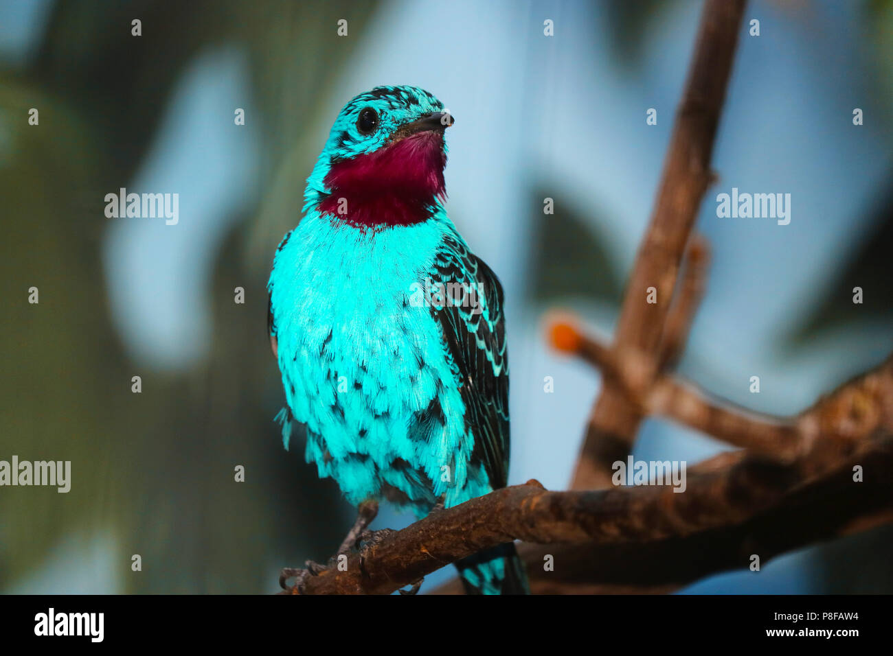 Turqouise lumineux bleu cotinga cayana spangled-homme assis sur une branche Banque D'Images