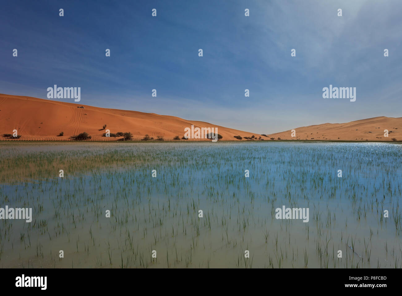 Paysage désertique après les pluies, l'Arabie Saoudite Banque D'Images