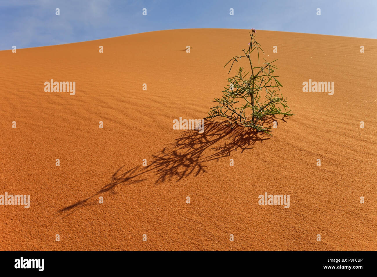 Plante poussant dans le désert, l'Arabie Saoudite Banque D'Images