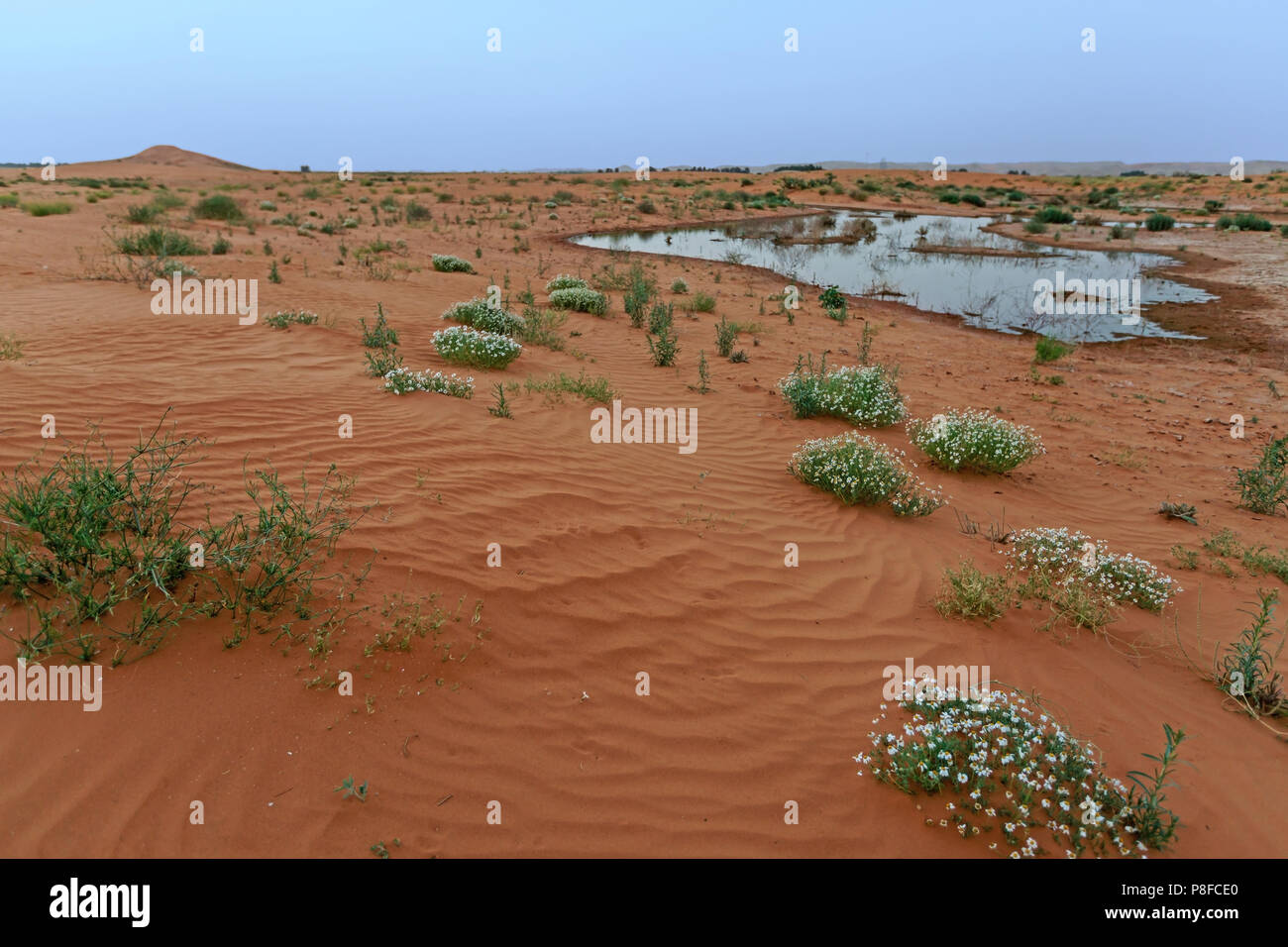Paysage désertique après les pluies, l'Arabie Saoudite Banque D'Images