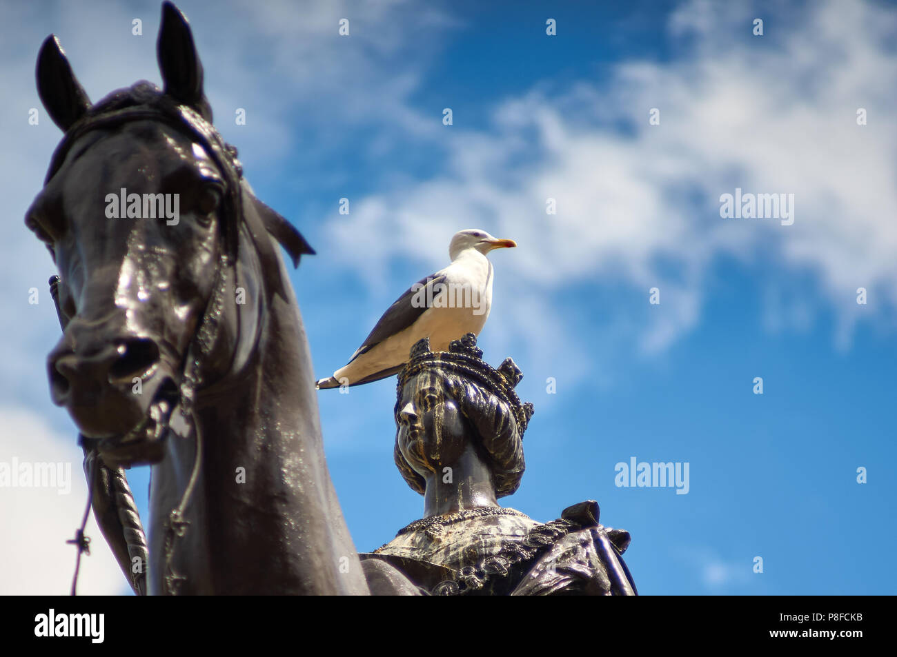 Goéland cendré (Larus canus) communément appelé mouette, laissant les fèces dans les statues réparties sur George Square, Glasgow, Royaume-Uni. Banque D'Images